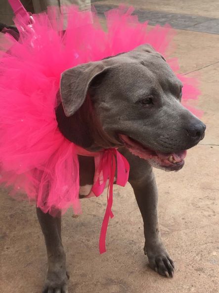 Dog-in-Tutu